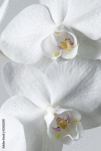 Board z aluminiowym obramowaniem Makro orchidea