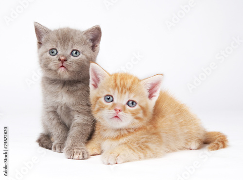 Little British Shorthair Kittens Cat Buy This Stock Photo And