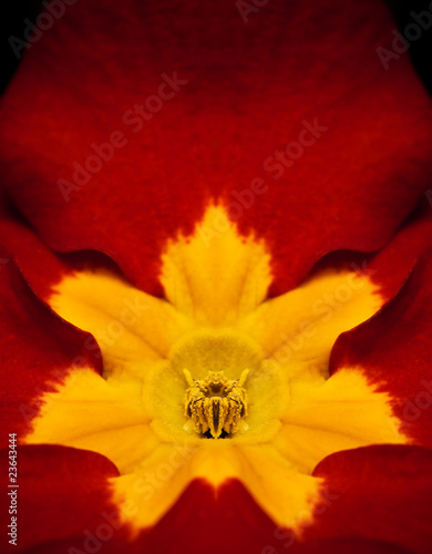 Fotografía Detail of the pistil and petals