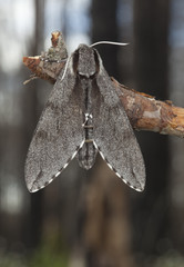 Wall Mural - Pine Hawk-moth (Sphinx pinastri) sitting on pine branch.