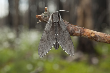 Wall Mural - Pine Hawk-moth (Sphinx pinastri) sitting on pine branch.