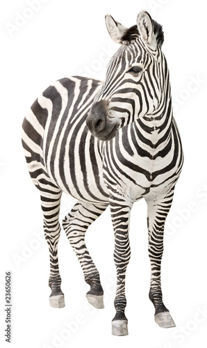 Dekoracja na wymiar  zebra-w-ciazy-widok-z-przodu-wygladajacy-wylacznik
