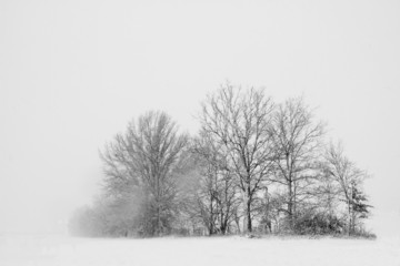 Wall Mural - Trees in a snow storm