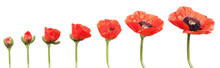 Red Poppies In A Row. Isolated On White