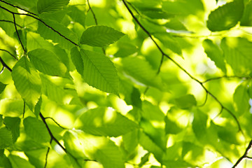 Canvas Print - Green spring leaves