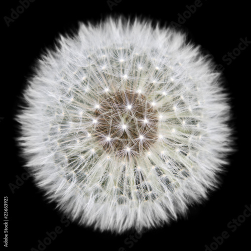 Obraz na płótnie canvas Dandelion na białym tle
