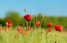 Red Poppies On Green Wheat Field Under Blue Sky. Close-up Shot.