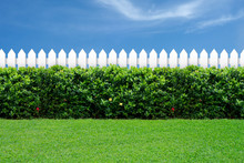 White Fence And Green Grass