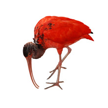 Red Bird Scarlet Ibis