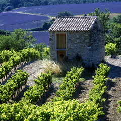 Poster - vineyard and lavender field, Provence, France