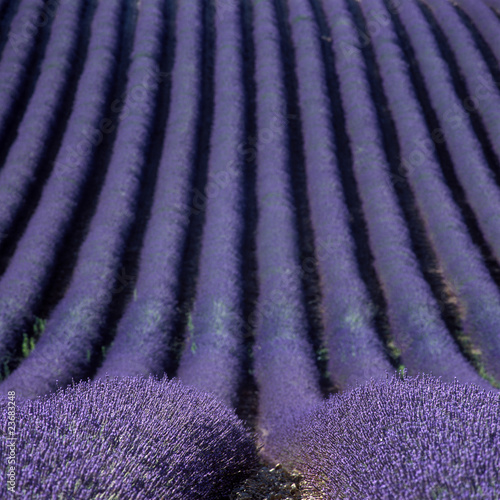 Tapeta ścienna Lawendowe pole, płaskowyż Valensole, Prowansja, Francja