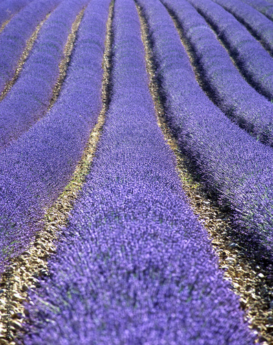 Tapeta ścienna Lawendowe pole, płaskowyż Valensole, Prowansja, Francja