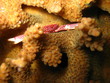 korallenkrabbe