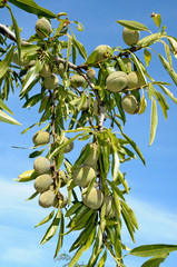 Wall Mural - almond tree