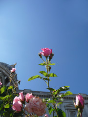 Wall Mural - Pink Rose And Blue Sky