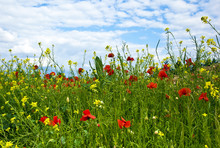 Meadow With Poppys, Yellow Flowers And Blue Sky