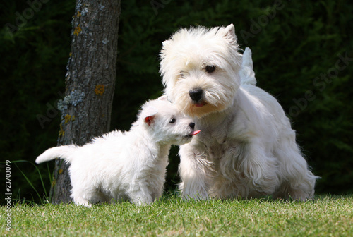 Bebe Westie Tirant La Langue Devant Sa Mere Stock Photo Adobe Stock Bebe Westie Tirant La Langue Devant Sa Mere Stock Photo Adobe Stock