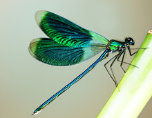 Beautiful Bright Dragonfly