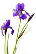 Two iris flowers