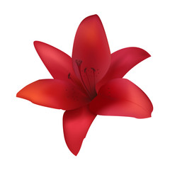 Poster - Beautiful red lily isolated on white. Photo-realistic vector.