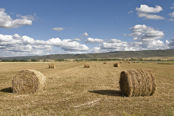 Foto zasłona jedzenie wiejski owies rolnictwo pole
