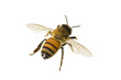 Bee, Apis mellifera