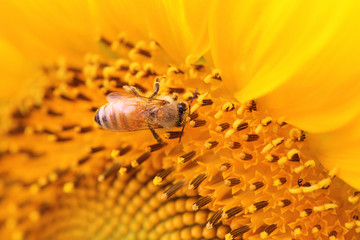 Wall Mural - the closeup of a bee in the sunflower nectar collected.