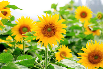 Wall Mural - the closeup of Beautiful yellow Sunflower petals