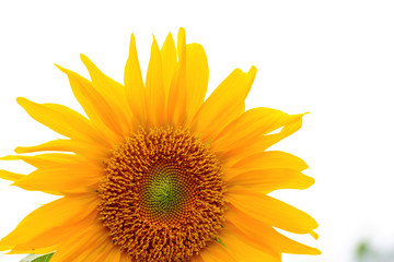 Wall Mural - the closeup of Beautiful yellow Sunflower petals