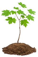young maple