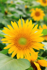 Wall Mural - the closeup of Beautiful yellow Sunflower petals