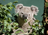 Fototapeta Tęcza - koala bear