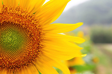 Wall Mural - the closeup of Beautiful yellow Sunflower petals