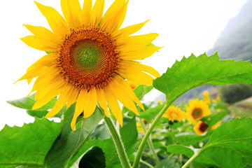 Wall Mural - the closeup of Beautiful yellow Sunflower petals