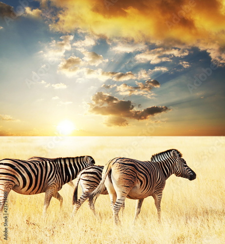 Plakat na papierze fotorealistycznym Zebra