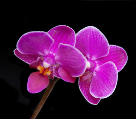  Luxurious orchids