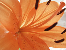 Beautiful Orange Soft Flower