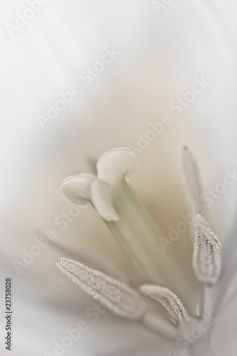 Obraz w ramie Fine art of close-up Tulips, blurred and sharp