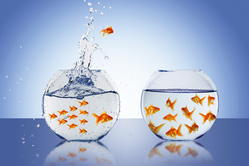 Poster - Goldfish jump