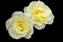 Yellow Roses Against A Black Background