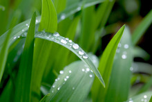 Waterdrops On The Grass