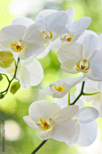 Naklejki kwiaty  kwiaty-bialego-storczyka