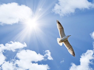 Wall Mural - seagull under bright sun