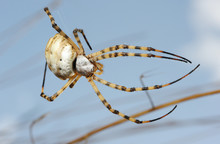 Spider Argiope Lobed