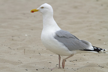 Silbermöwe, larus argentatus