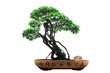 Chinese green bonsai tree Isolated on white background.