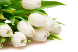 Fototapeta Kwiaty - tulips