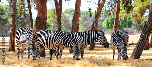 Plakat na papierze fotorealistycznym Zebra