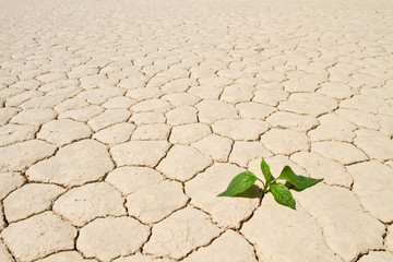 Wall Mural - Green vegetable growing on cracked desert ground