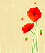 Red poppies back